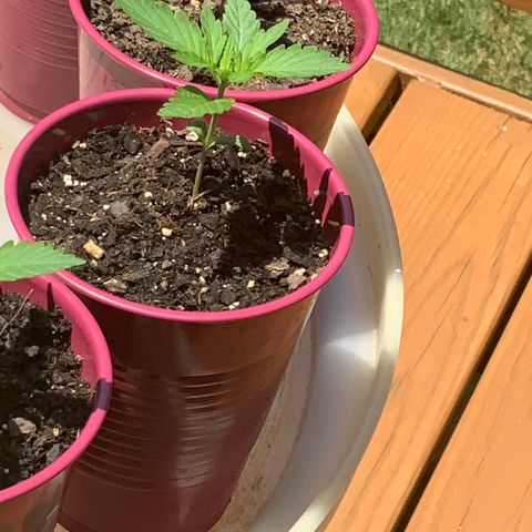 Gorilla Glue 1 7/23 growlog photo: 1p