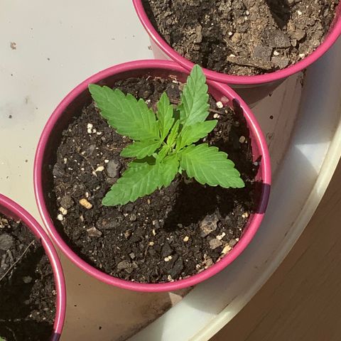 Gorilla Glue 1 7/23 growlog photo: 1p