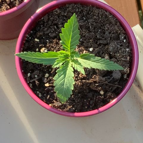 Bruce Banner 7/22 growlog photo: 7p