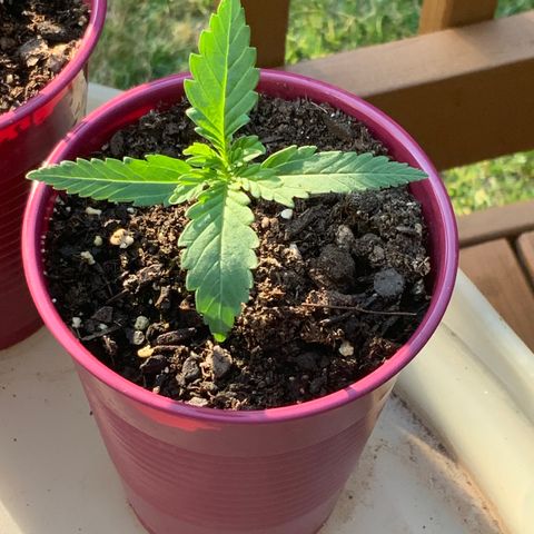 Bruce Banner 7/22 growlog photo: 7p
