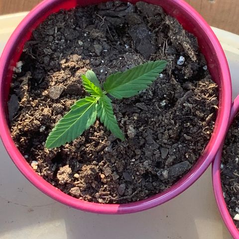 White Widow 7/25 growlog photo: 7p