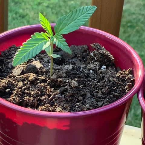 White Widow 7/25 growlog photo: 7p