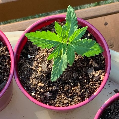 Gorilla Glue 1 7/23 growlog photo: 7p