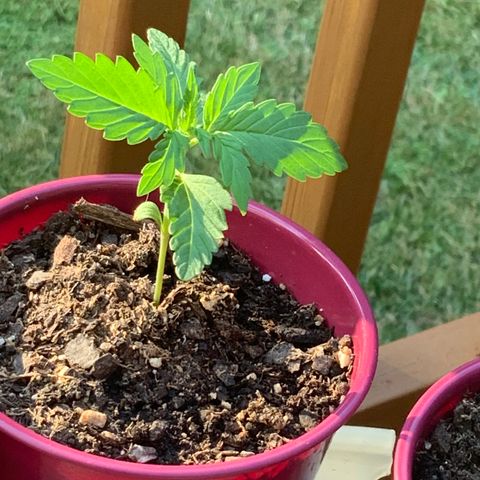 Gorilla Glue 1 7/23 growlog photo: 7p