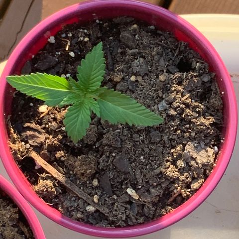 Gorilla Glue 2 7/25 growlog photo: 7p