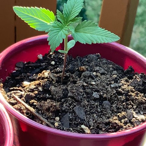 Gorilla Glue 2 7/25 growlog photo: 7p