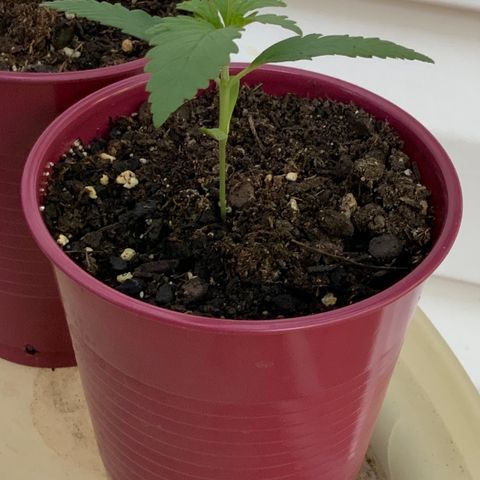 Bruce Banner 7/22 growlog photo: 8a