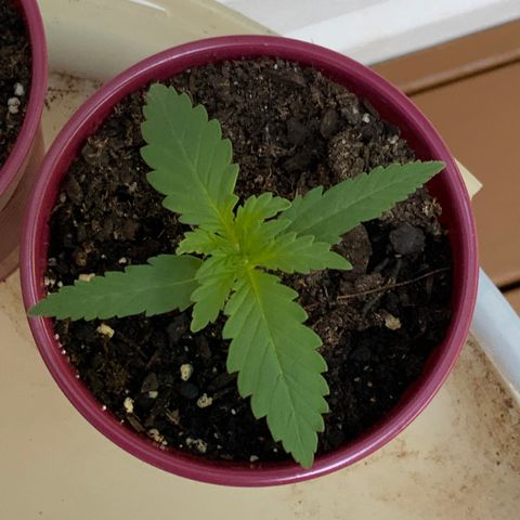 Bruce Banner 7/22 growlog photo: 8a
