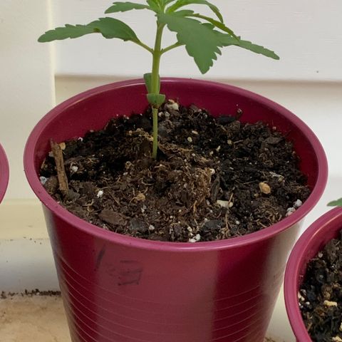 Gorilla Glue 1 7/23 growlog photo: 8a
