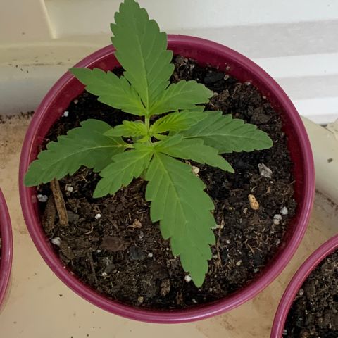 Gorilla Glue 1 7/23 growlog photo: 8a