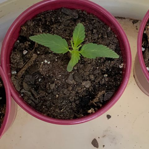 White Widow 7/25 growlog photo: 8a