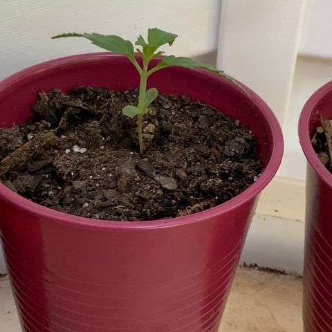 White Widow 7/25 growlog photo: 8a