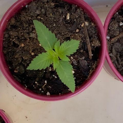 Gorilla Glue 2 7/25 growlog photo: 8a