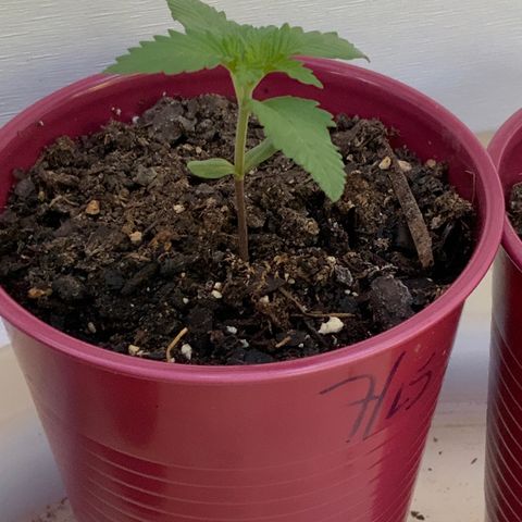 Gorilla Glue 2 7/25 growlog photo: 8a