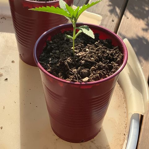 Bruce Banner 7/22 growlog photo: 6p