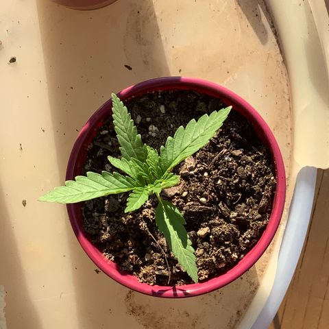 Bruce Banner 7/22 growlog photo: 6p
