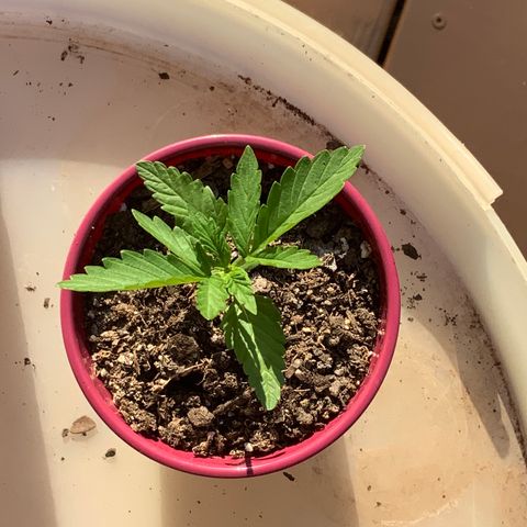Gorilla Glue 1 7/23 growlog photo: 6p