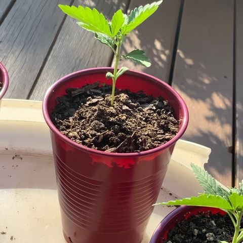 Gorilla Glue 1 7/23 growlog photo: 6p