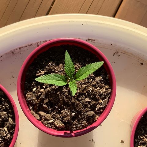 White Widow 7/25 growlog photo: 6p