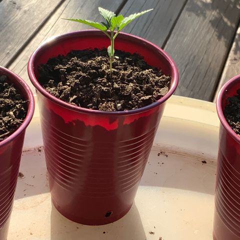 White Widow 7/25 growlog photo: 6p