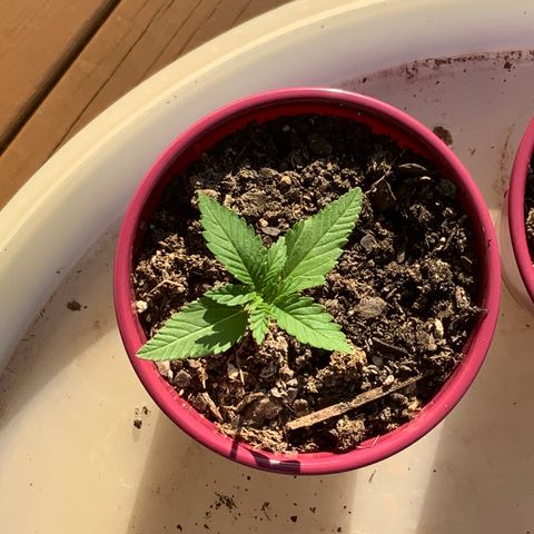 Gorilla Glue 2 7/25 growlog photo: 6p