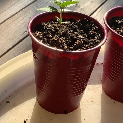 Gorilla Glue 2 7/25 growlog photo: 6p