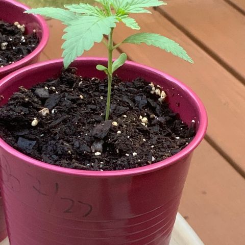 Bruce Banner 7/22 growlog photo: 7a