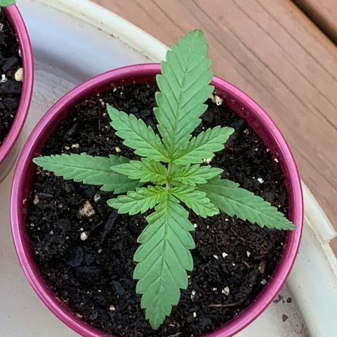 Bruce Banner 7/22 growlog photo: 7a