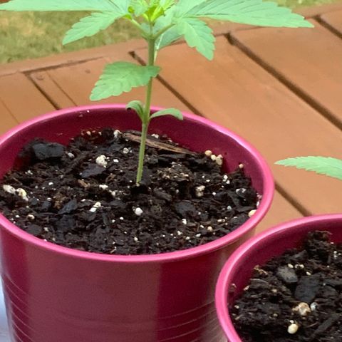 Gorilla Glue 1 7/23 growlog photo: 7a