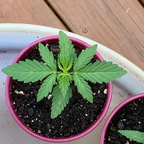 Gorilla Glue 1 7/23 growlog photo: 7a
