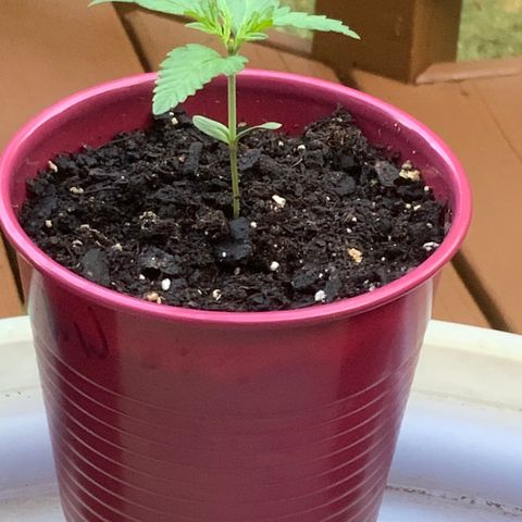 White Widow 7/25 growlog photo: 7a