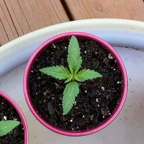 White Widow 7/25 growlog photo: 7a