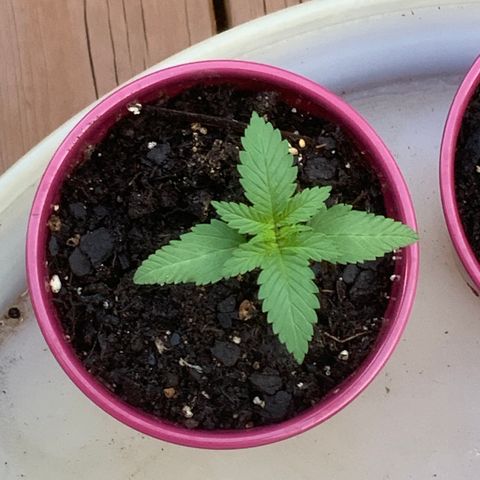 Gorilla Glue 2 7/25 growlog photo: 7a