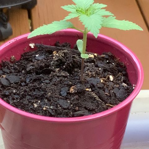 Gorilla Glue 2 7/25 growlog photo: 7a