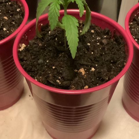 Bruce Banner 7/22 growlog photo: 11p — after water and pH down to 6.3