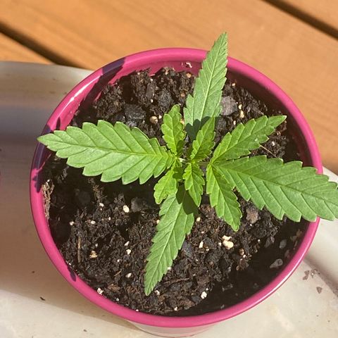 Bruce Banner 7/22 growlog photo: 1030a