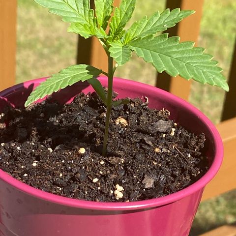 Bruce Banner 7/22 growlog photo: 1030a