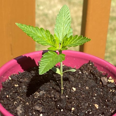 White Widow 7/25 growlog photo: 1030a