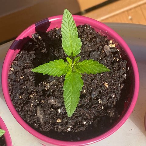 White Widow 7/25 growlog photo: 1030a