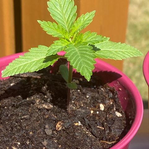 Gorilla Glue 2 7/25 growlog photo: 1030a