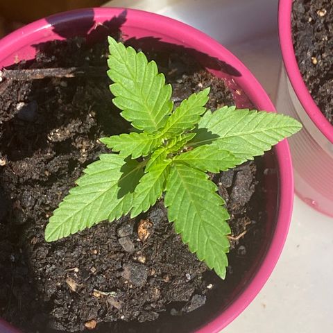Gorilla Glue 2 7/25 growlog photo: 1030a