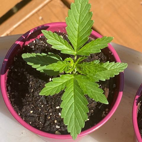 Gorilla Glue 1 7/23 growlog photo: 1030a