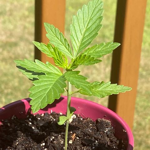 Gorilla Glue 1 7/23 growlog photo: 1030a