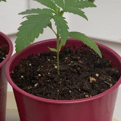 Bruce Banner 7/22 growlog photo: 2p