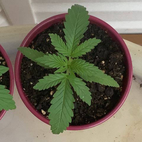 Bruce Banner 7/22 growlog photo: 2p