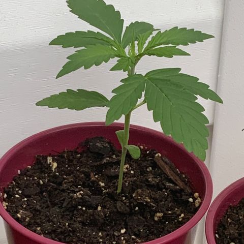 Gorilla Glue 1 7/23 growlog photo: 2p