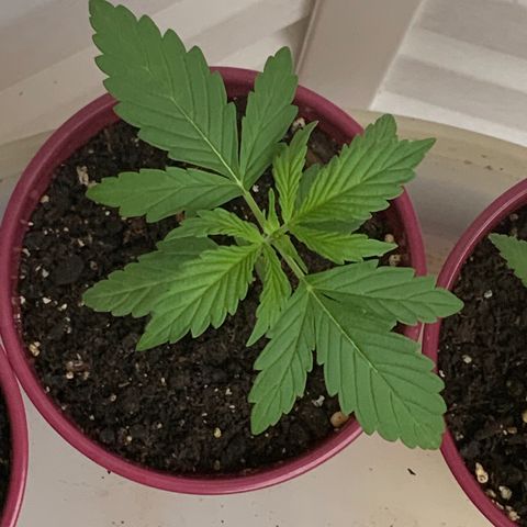 Gorilla Glue 1 7/23 growlog photo: 2p