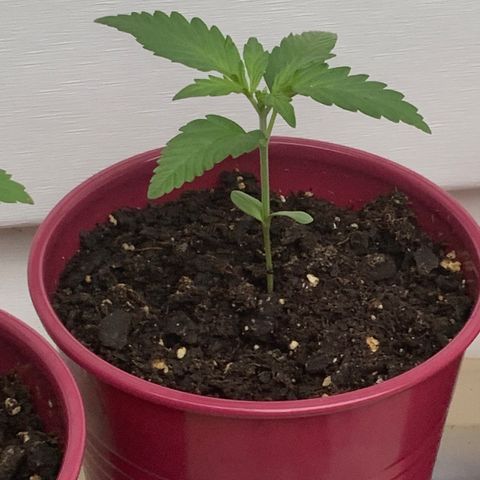 White Widow 7/25 growlog photo: 2p