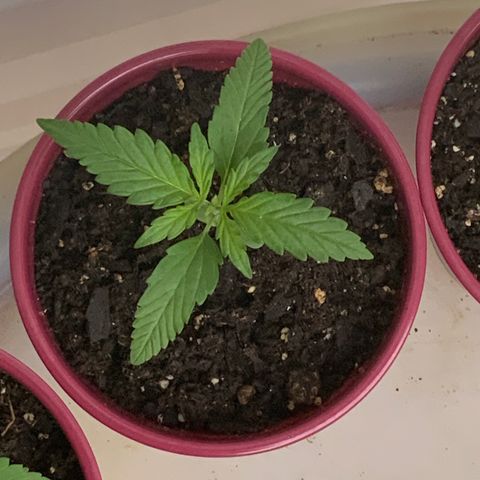White Widow 7/25 growlog photo: 2p