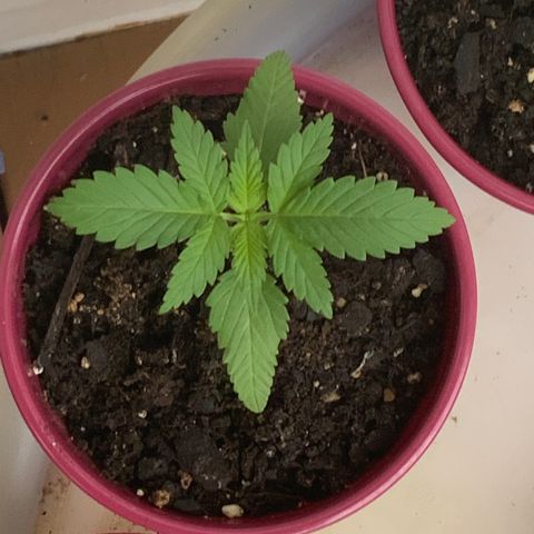 Gorilla Glue 2 7/25 growlog photo: 2p